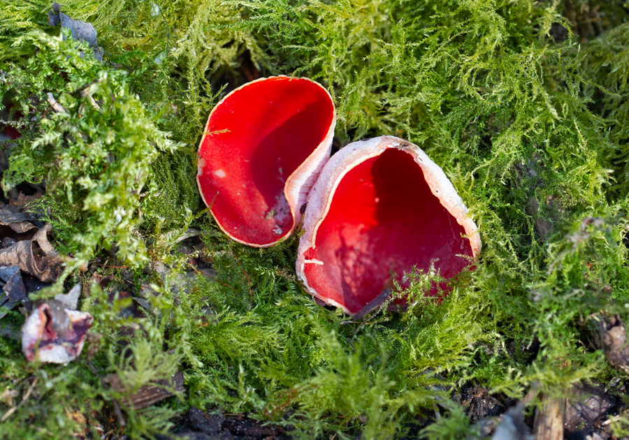 Sarcoscypha coccinea Rode klokbekerzwam Red bell cup