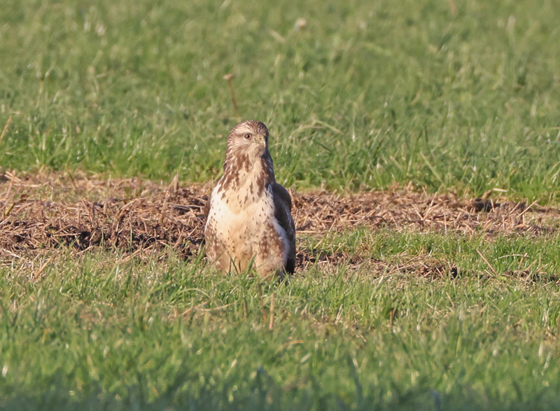 Circus cyaneus Blauwe Kiekendief Hen Harrier