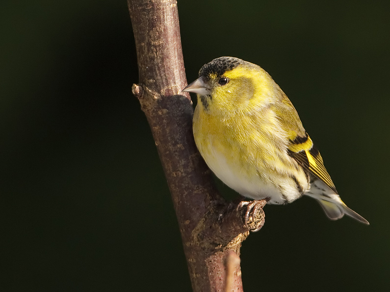 Carduelis spinus Sijs Siskin