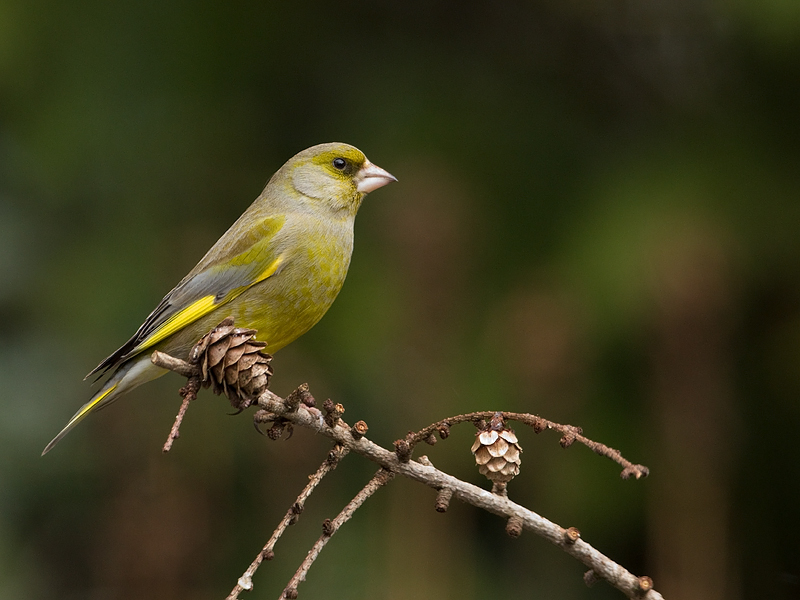 Carduelis chloris Groenling Greenfinch