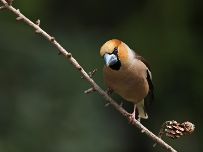 Coccothraustes coccothraustes Appelvink Hawfinch