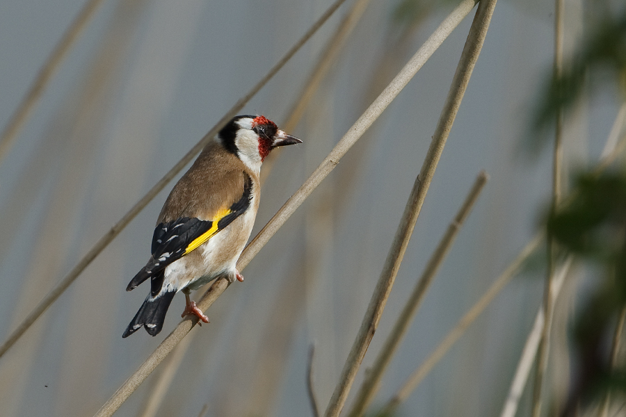 Carduelis carduelis Putter Goldfinch