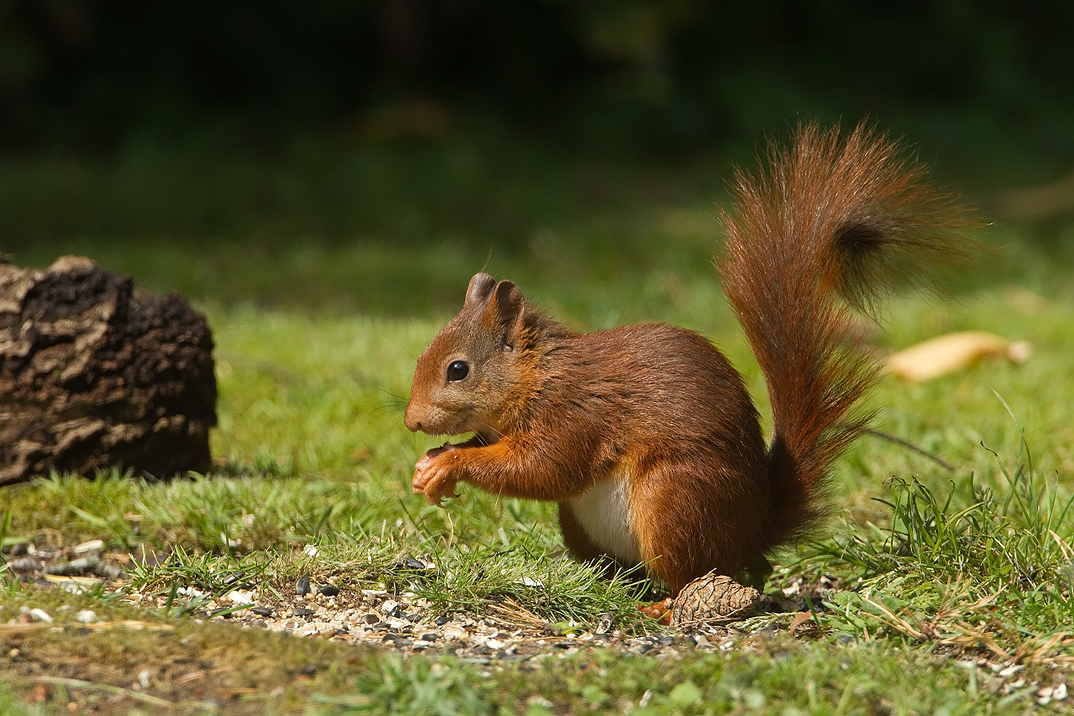 Sciurus vulgaris Eekhoorn Eurasian Red Squirrel