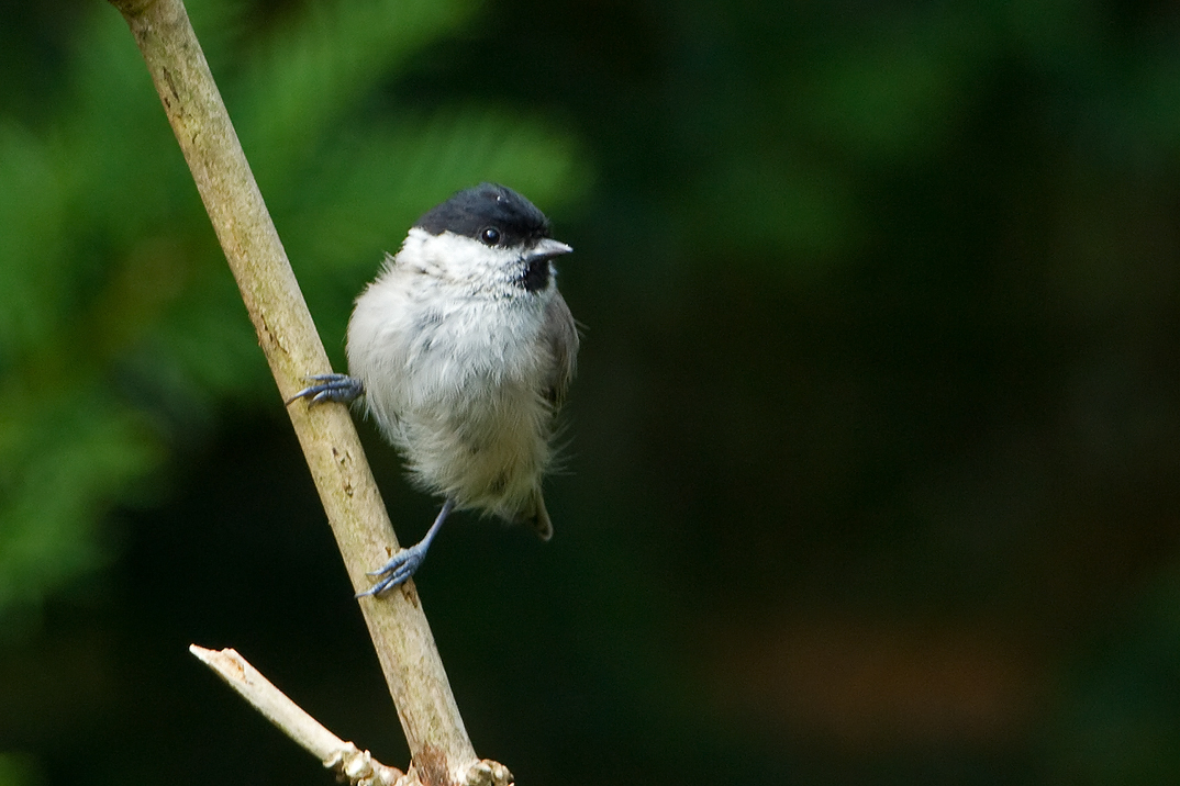 Parus palustris Glanskop Marsh Tit