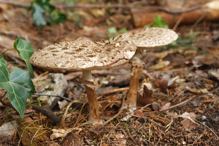 Macrolepiota rhacodes Knolparasolzwam 