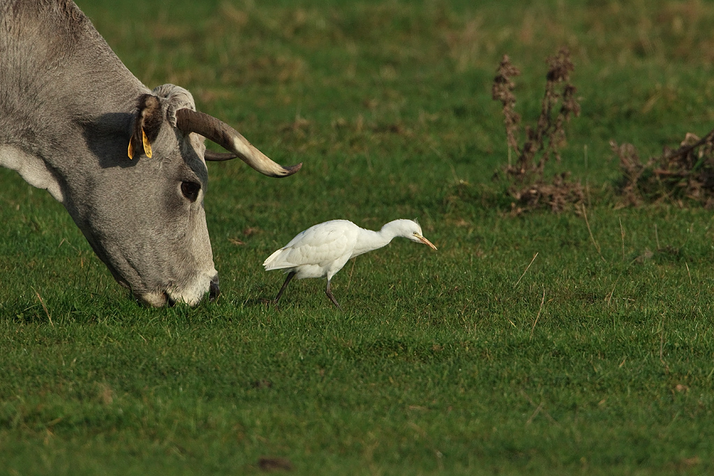 Bubulcus ibis Koereiger Catle Eagret