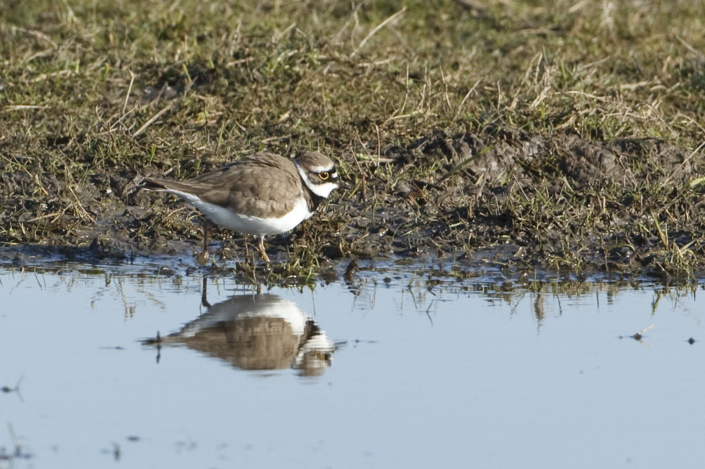 Charadrius dubius Kleine Plevier Little Ringed Plover