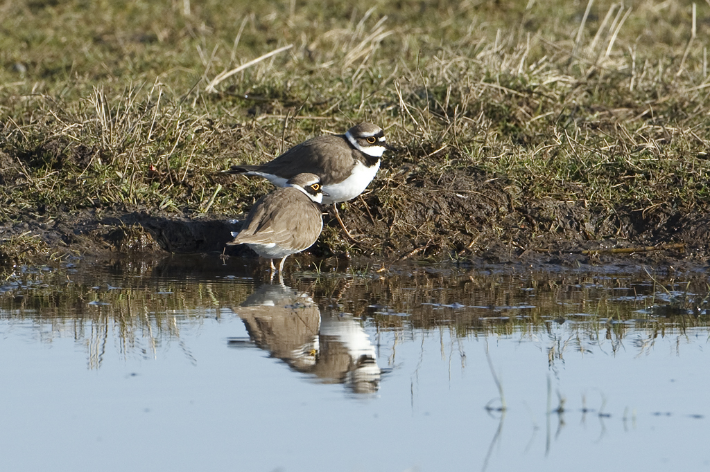 Charadrius dubius Kleine Plevier Little Ringed Plover