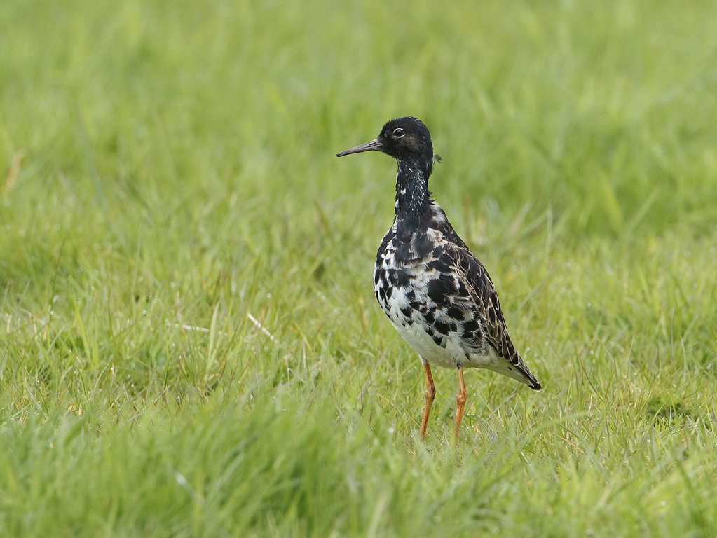 Philomachus pugnax Kemphaan Ruff