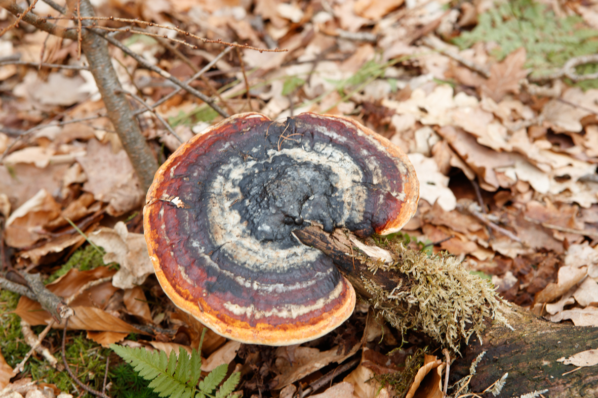 Formitopsis pinicola Roodgerande houtzwam Red Belt conk