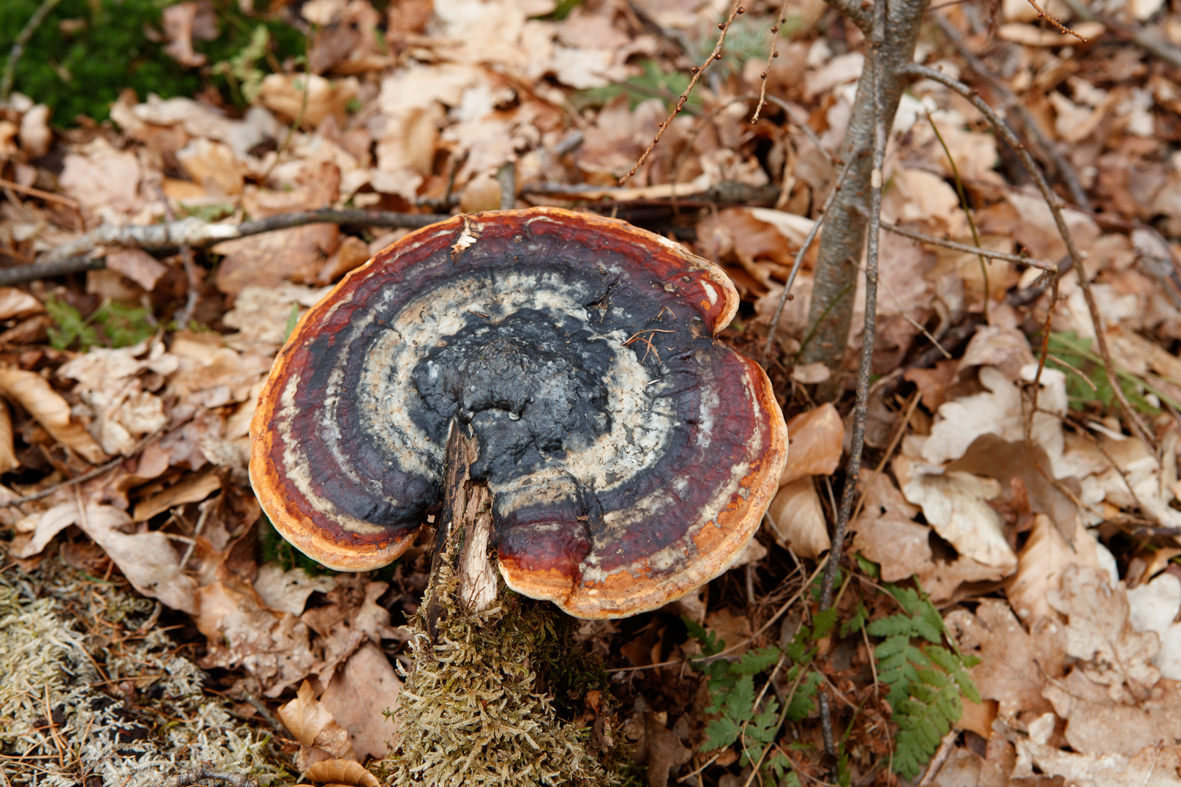 Formitopsis pinicola Roodgerande houtzwam Red Belt conk