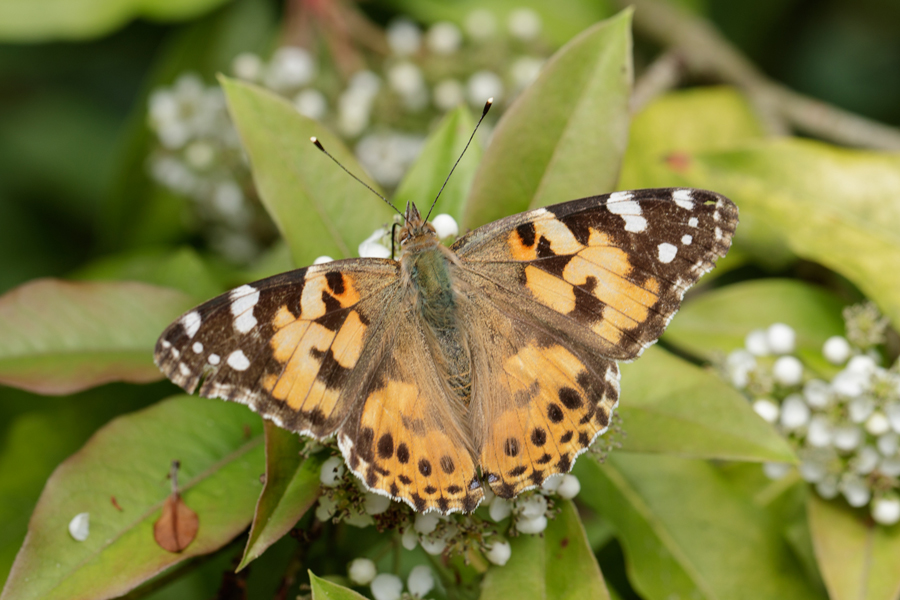 Vanessa cardui Distelvlinder Painted Lady