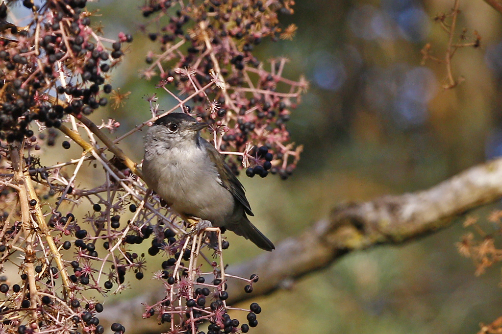 Sylvia atricapilla Zwartkop Blackcap