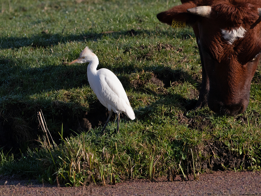 Bubulcus ibis Koereiger Catle Eagret