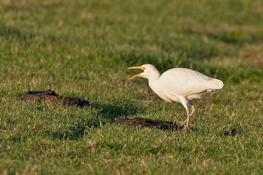 Bubulcus ibis Koereiger Catle Eagret