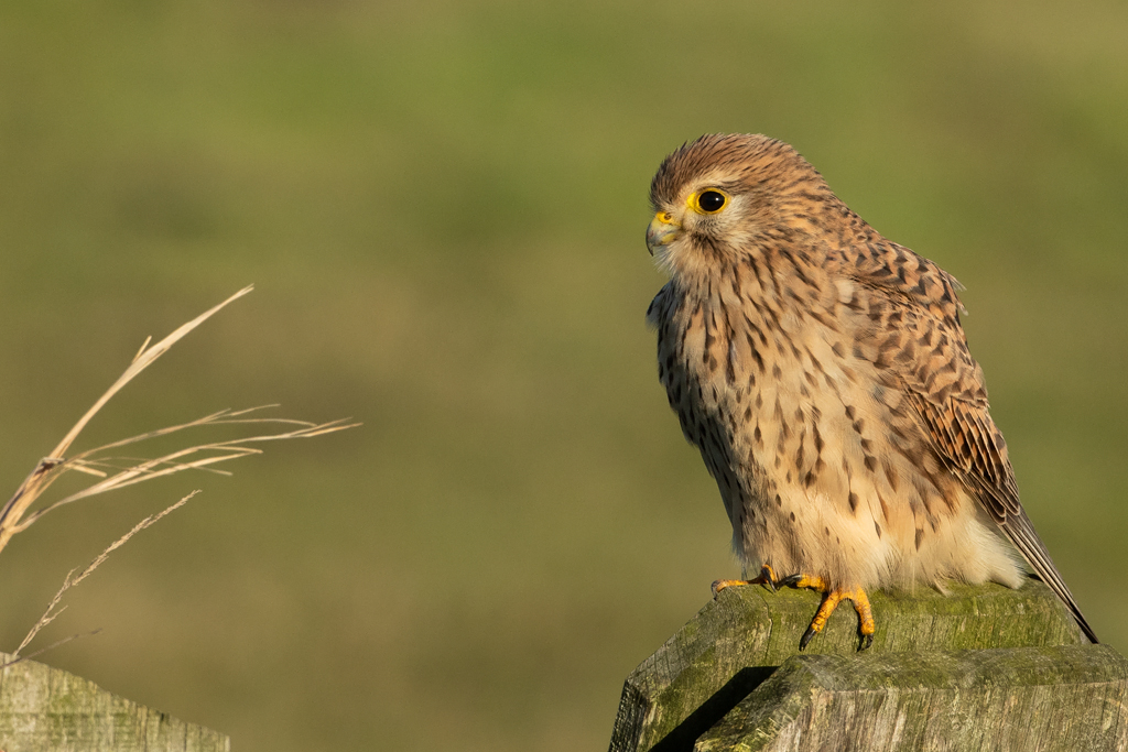 Falco tinnunculus Torenvalk Common Kestrel