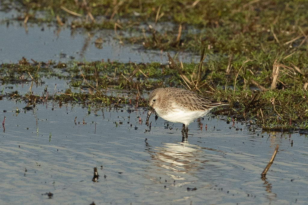 Calidris alpina Bonte Strandloper Dunlin