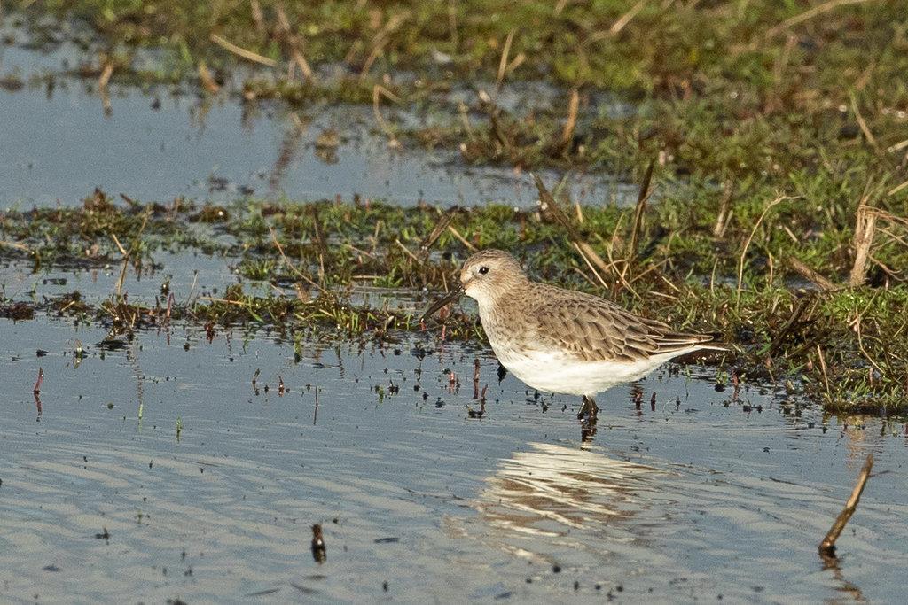 Calidris alpina Bonte Strandloper Dunlin