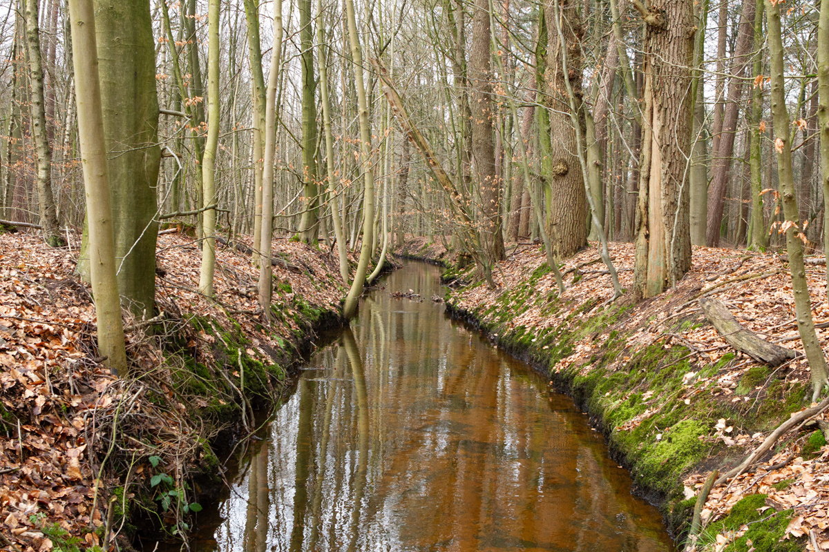 x Leuvenumse bos Leuvenum forest