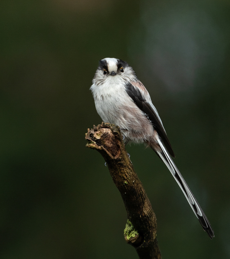 Aegithalos caudatus Staartmees Long-tailed Tit