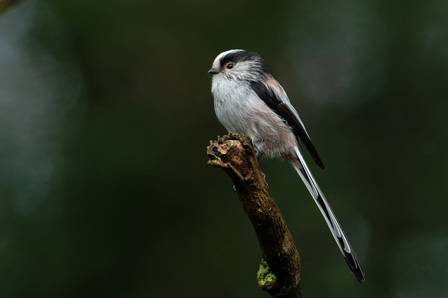 Aegithalos caudatus Staartmees Long-tailed Tit