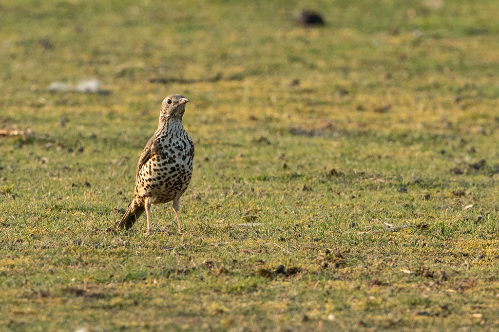 Turdus viscivorus Grote Lijster Mistle Thrush