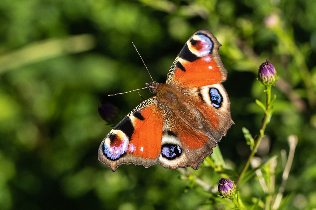 Inachis io Dagpauwoog Peacock butterfly