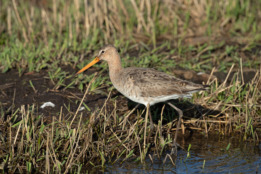 Limosa limosa Grutto Black-tailed Godwit