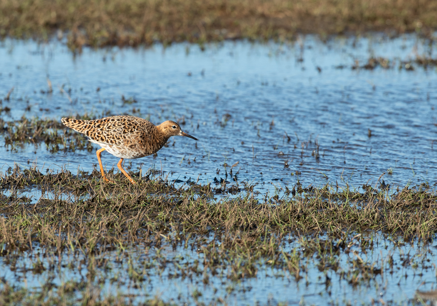 Philomachus pugnax Kemphaan Ruff