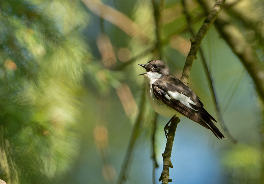 Fidecula hypoleuca Bonte Vliegenvanger Pied Flycatcher