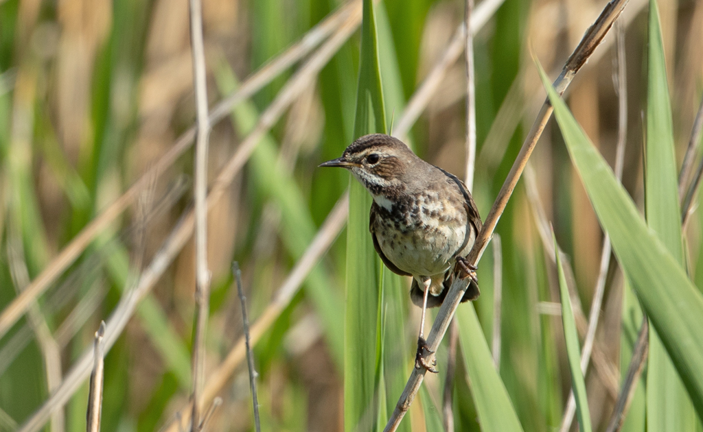 Luscinia svecica Blauwborst Bluethroat