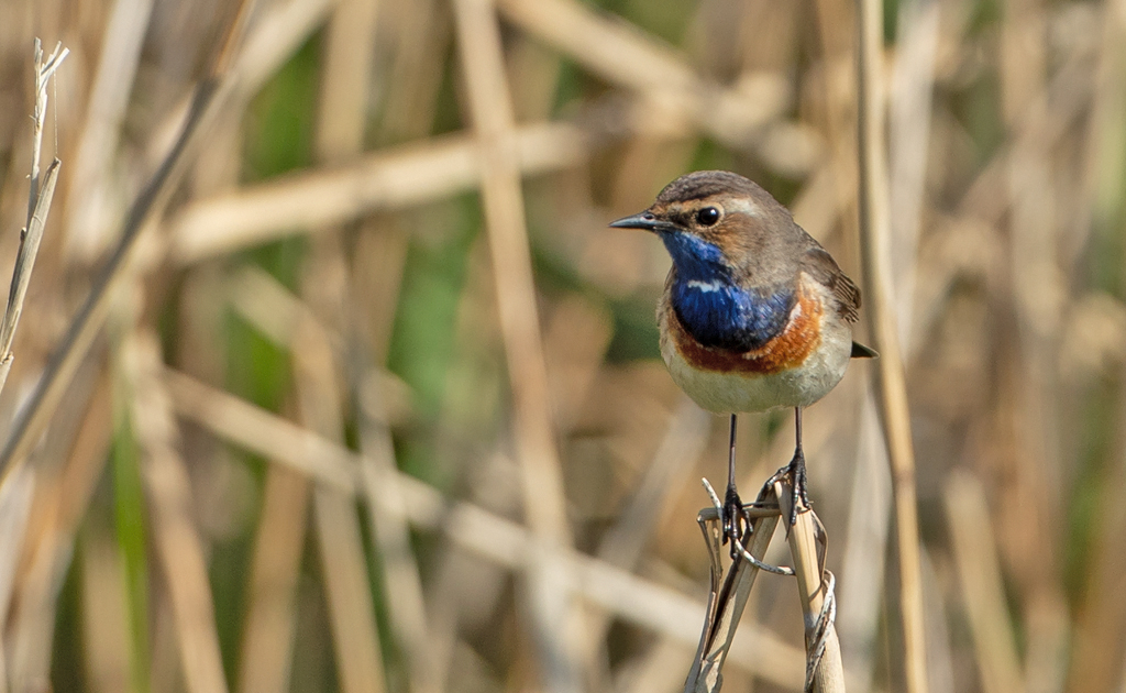 Luscinia svecica Blauwborst Bluethroat