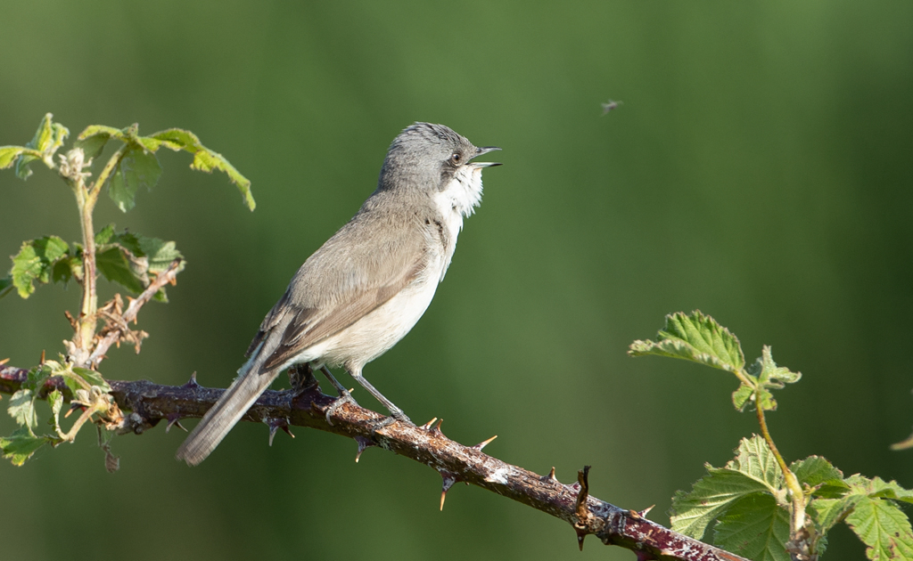 Sylvia curruca Braamsluiper Lesser Whitethroat