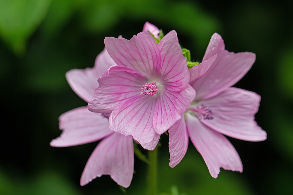 Malva Kaasjeskruid Mallow