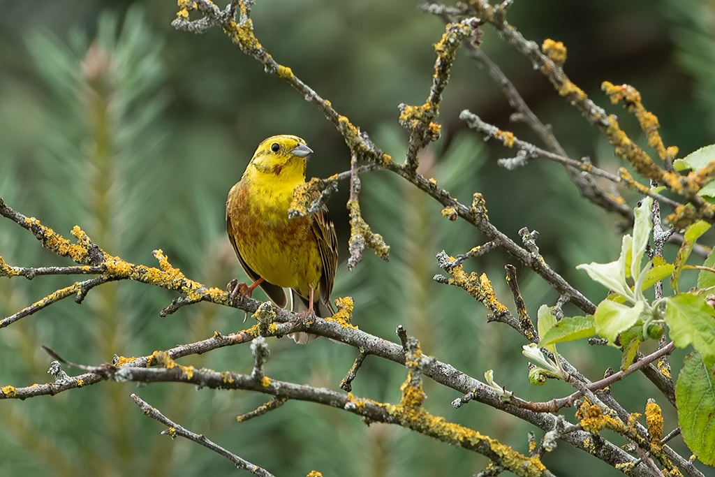 Emberiza citrinella Geelgors Yellowhammer