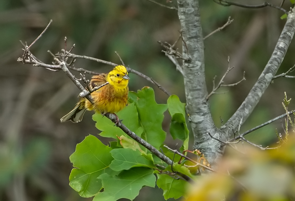 Emberiza citrinella Geelgors Yellowhammer