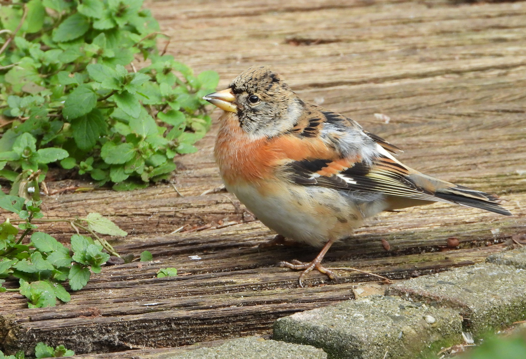 Fringilla montifringilla Keep Brambling