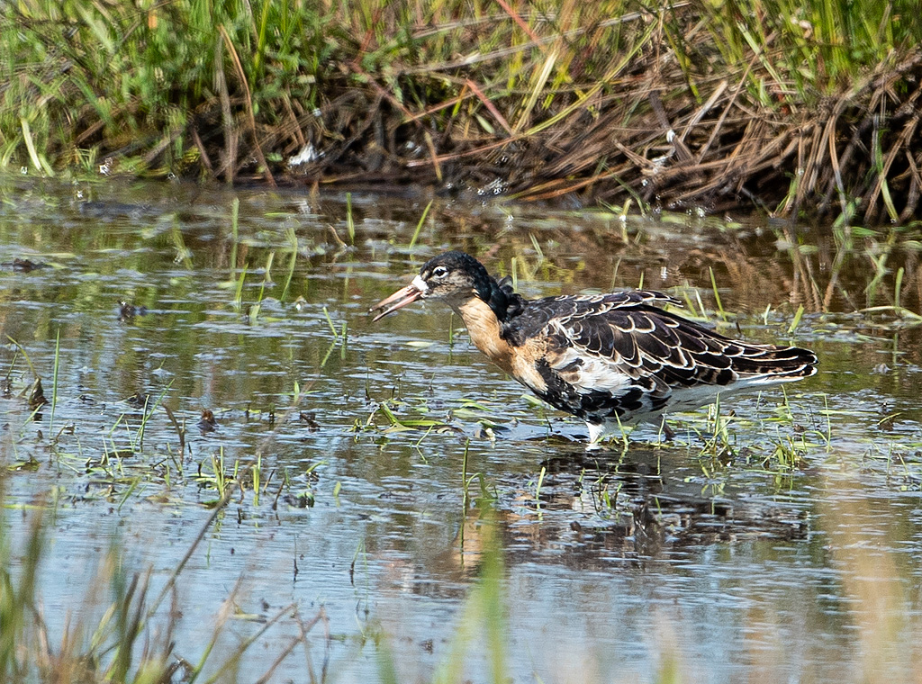 Philomachus pugnax Kemphaan Ruff