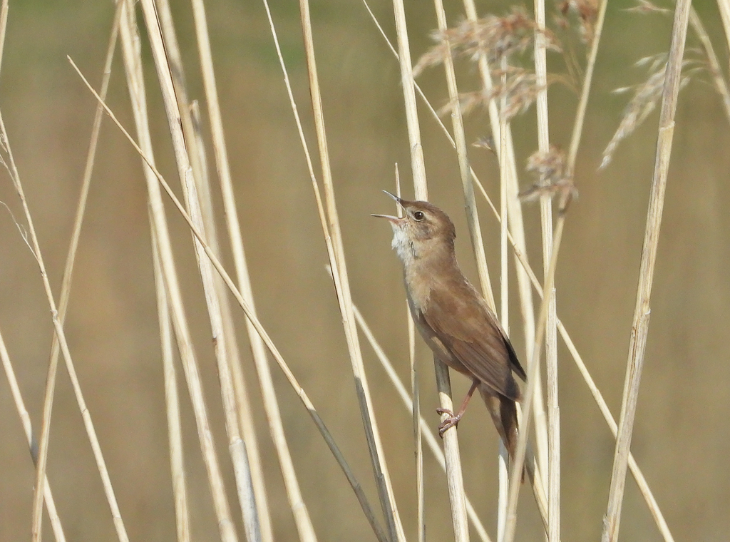 Locustella luscinioides Snor Savis Warbler