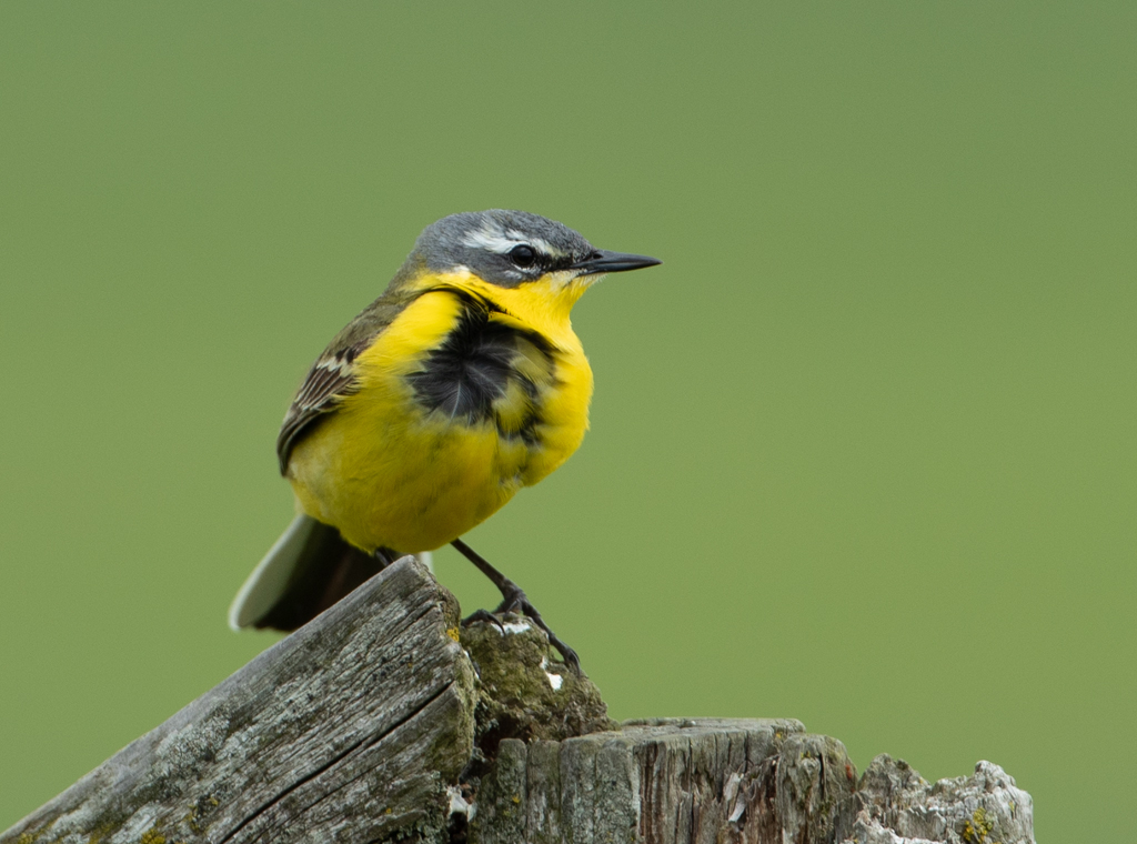 Motacilla flava Gele Kwikstaart Yellow Wagtail