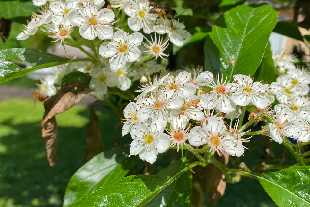 Crataeguslavallei Grootvruchtige Meidoorn Large-fruited Hawthorn