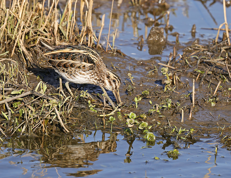 Limnocryptes minimus Bokje Jack Snipe