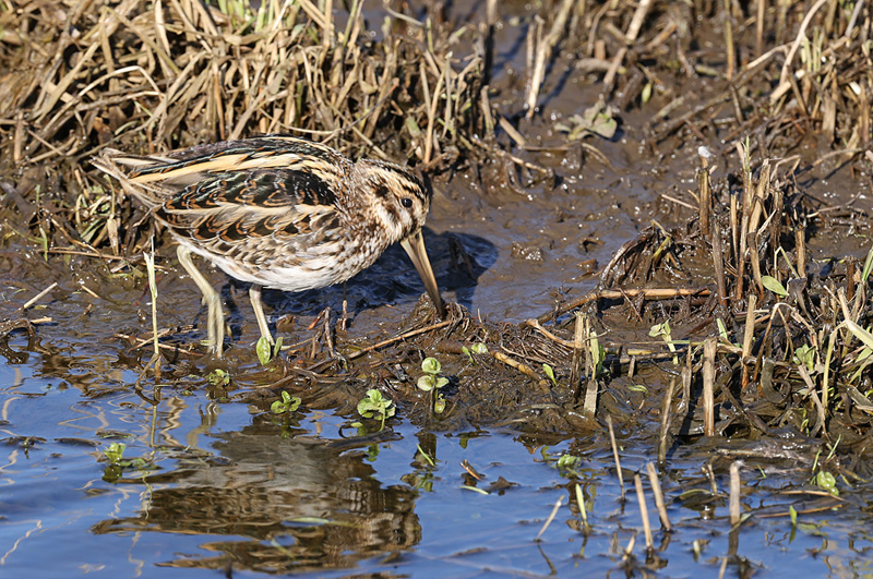 Limnocryptes minimus Bokje Jack Snipe