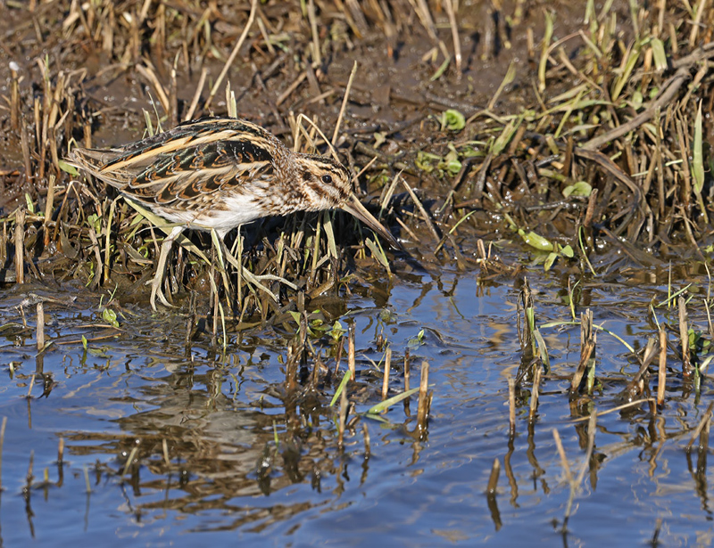 Limnocryptes minimus Bokje Jack Snipe