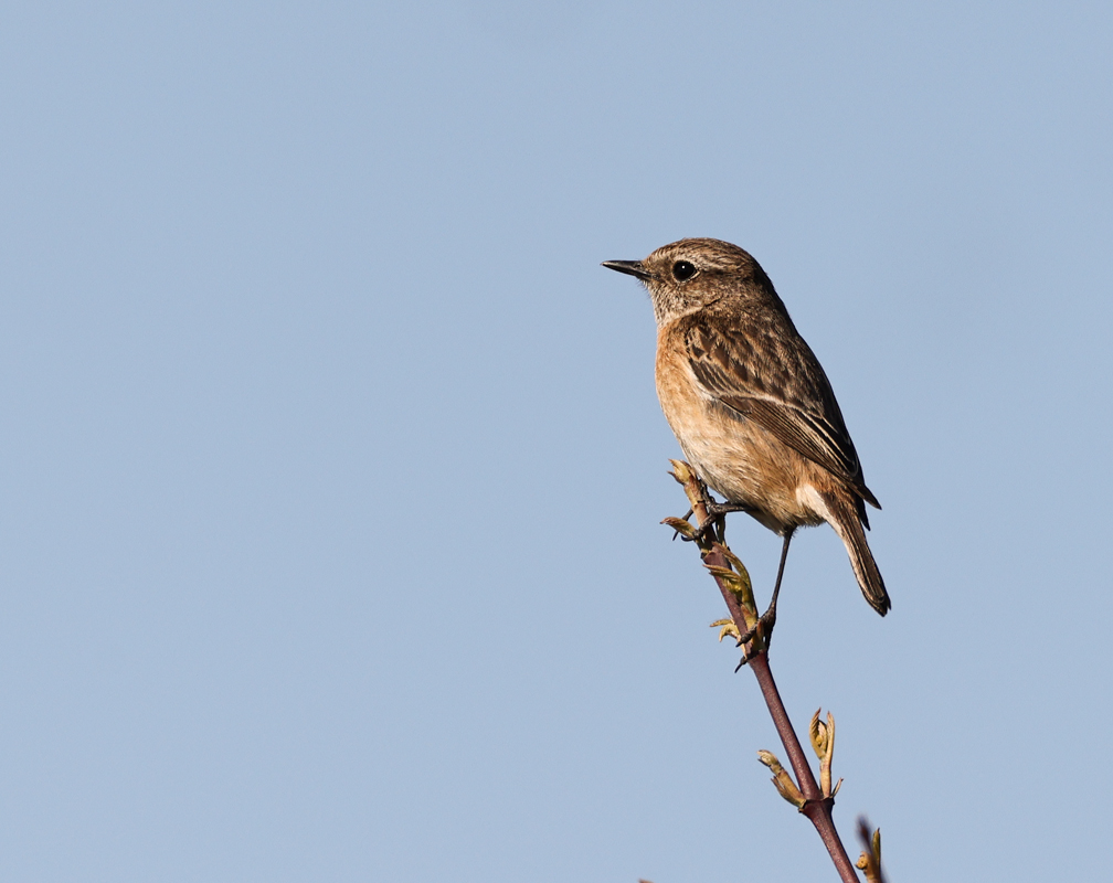 Saxicola torquata Roodborsttapuit Common Stonechat