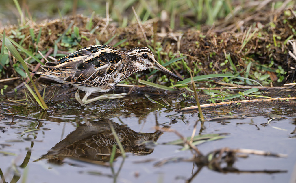 Lymnocryptus minimus Bokje Jack Snipe