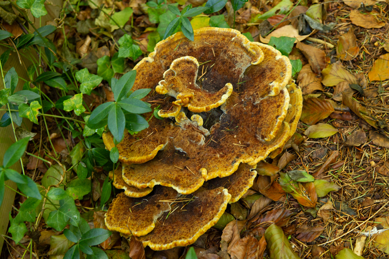 Phaeolus schweinitzii Dennenvoetzwam Velvet-top fungus