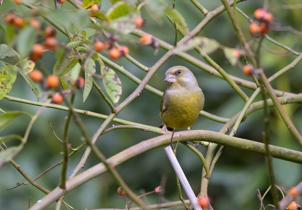 Carduelis chloris Groenling Greenfinch