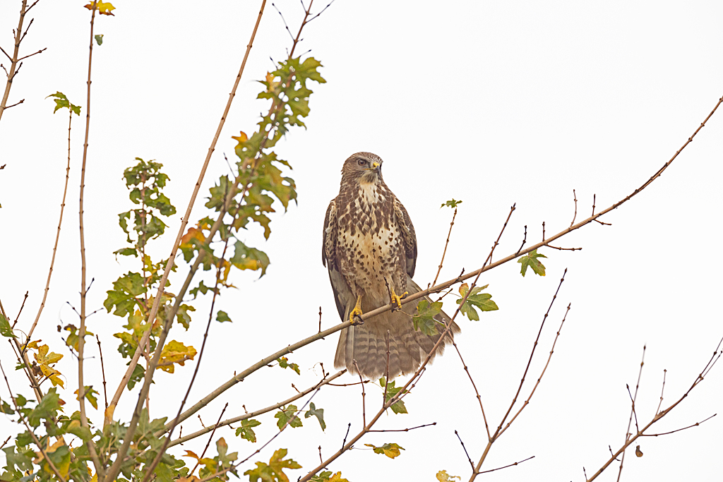 Buteo buteo Buizerd Common Buzzard