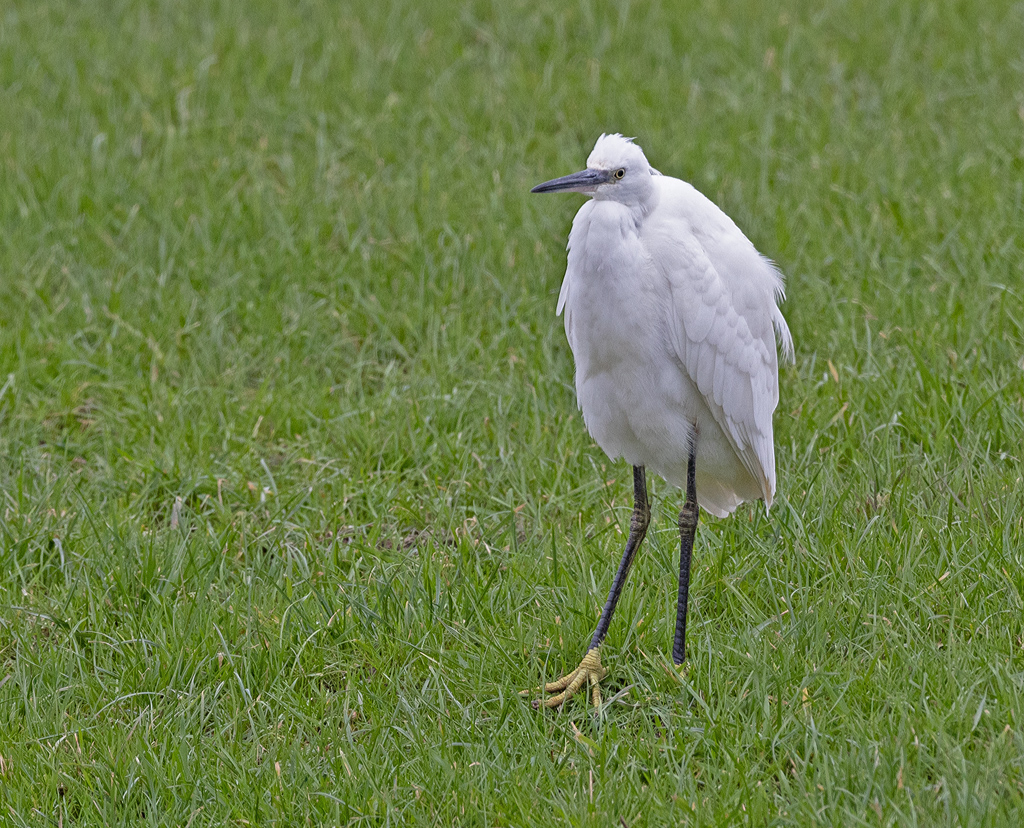 Greta garzetta Kleine Zilverreiger Little Egret